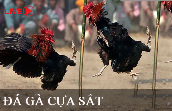 Các hoạt động khuyến mãi của Kimsa (giảm giá, phần thưởng) - Kimsa